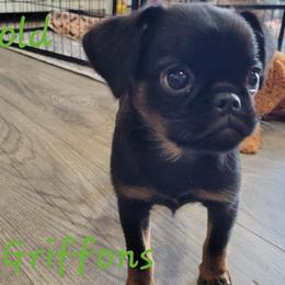 Brussels Griffon Puppies from Little Griffons