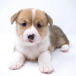 France (Light Pink Collar) - Health Tested Parents - Red female Pembroke Welsh Corgi puppy in Sacramento, California from Limitless Huskies