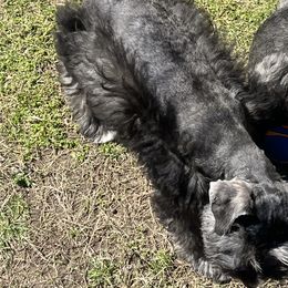 Miniature Schnauzer Puppies from Sugarbaby Kennel