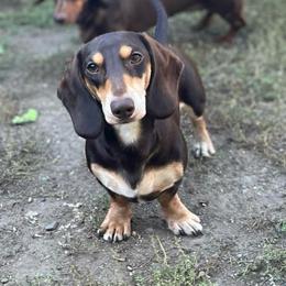 Loki - Dachshund