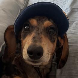 Dachshunds from Sunny EP Weenies