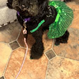 Poodle All Grown Up from ToyPoodle lover
