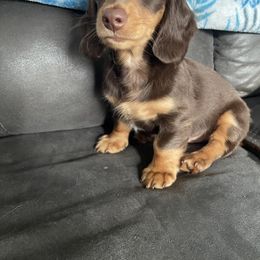 Dachshund Puppies from Jess’s Dachshunds