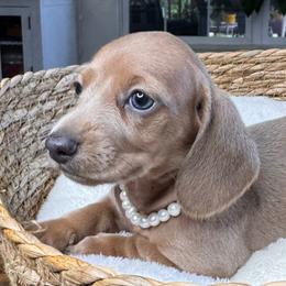 Sunny - Sable female Dachshund puppy in Wallingford, Kentucky from Hensley Homestead Dachshunds