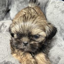 Shih Tzu Puppies from wendy plunk