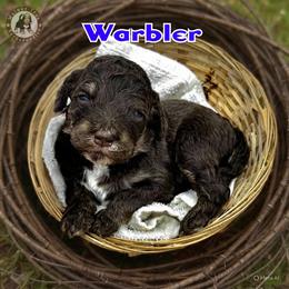 Warbler - Brown male Bernedoodle puppy in Banner Elk, North Carolina from Walnut Tree Bernedoodles