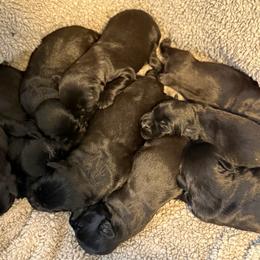 Girl 1 - Black female Giant Schnauzer puppy in Bois D’arc, Missouri from Down Low Kennels