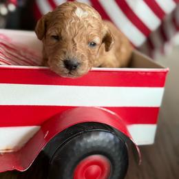 Patriot - male Cavapoochon puppy in Centerburg, Ohio from Doodles by design