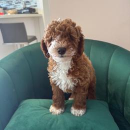 Boy 1 - Apricot male Poodle puppy in Miami, Florida from Sakura Poodles