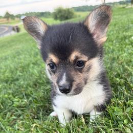 Mississippi-Triple Clear - Black and white female American Corgi puppy in Scottown, Ohio from Wyndy Ridge Corgis