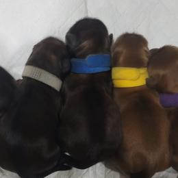 Shih Tzus from ShihTzu Puppies Michigan