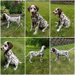 Dalmatian Puppies from Diamond D Dalmatians