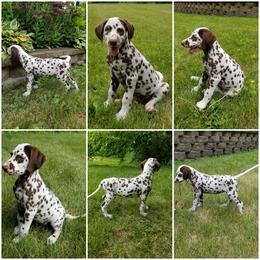 Dalmatian Puppies from Diamond D Dalmatians