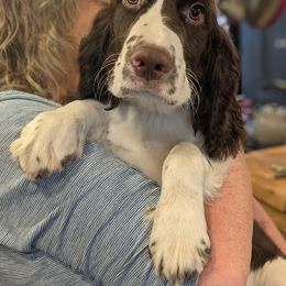 English Springer Spaniel Puppies from Shogun Spaniels