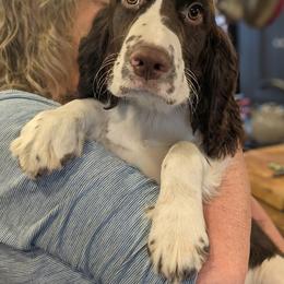 English Springer Spaniel Puppies from Shogun Spaniels