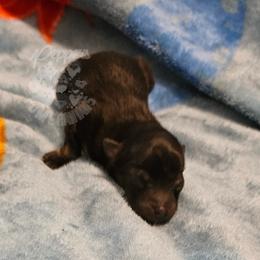 Pepper's Hairspray Queen - Black and tan female Pomeranian puppy in Plant City, Florida from Pepper's Pomeranians
