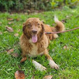Freyja - Karakachan