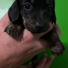 Girl 2 - Black female Dachshund puppy in Fayetteville, Arkansas from Heyliger Hounds