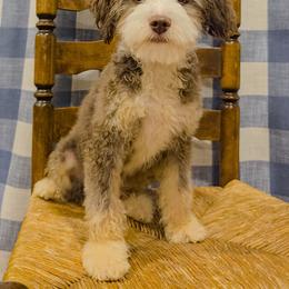 Bernedoodle, Cavapoo, and Goldendoodle Puppies from Yankee Doodle Doggies