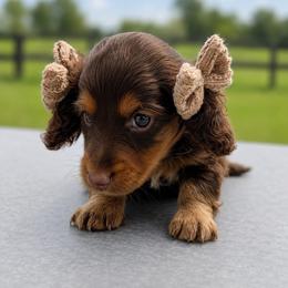 Buttercup - Chocolate and tan female Dachshund puppy in Stilwell, Oklahoma from MB’s Dachshunds
