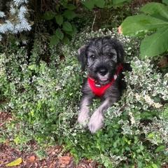 Standard Schnauzer Puppies from Songbird Standard Schnauzers