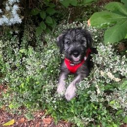 Standard Schnauzer Puppies from Songbird Standard Schnauzers