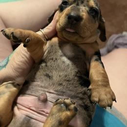 Dachshund Puppies from The Weenie Herd Mom