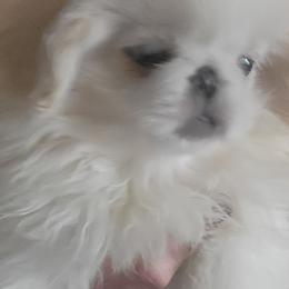 Powder - White female Pekingese puppy in Burns, Kansas from Pekingese Dynasty