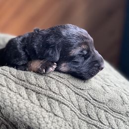 Grey Collar - Black and tan male German Shepherd puppy in Eagle Creek, Oregon from Platz German Shepherds