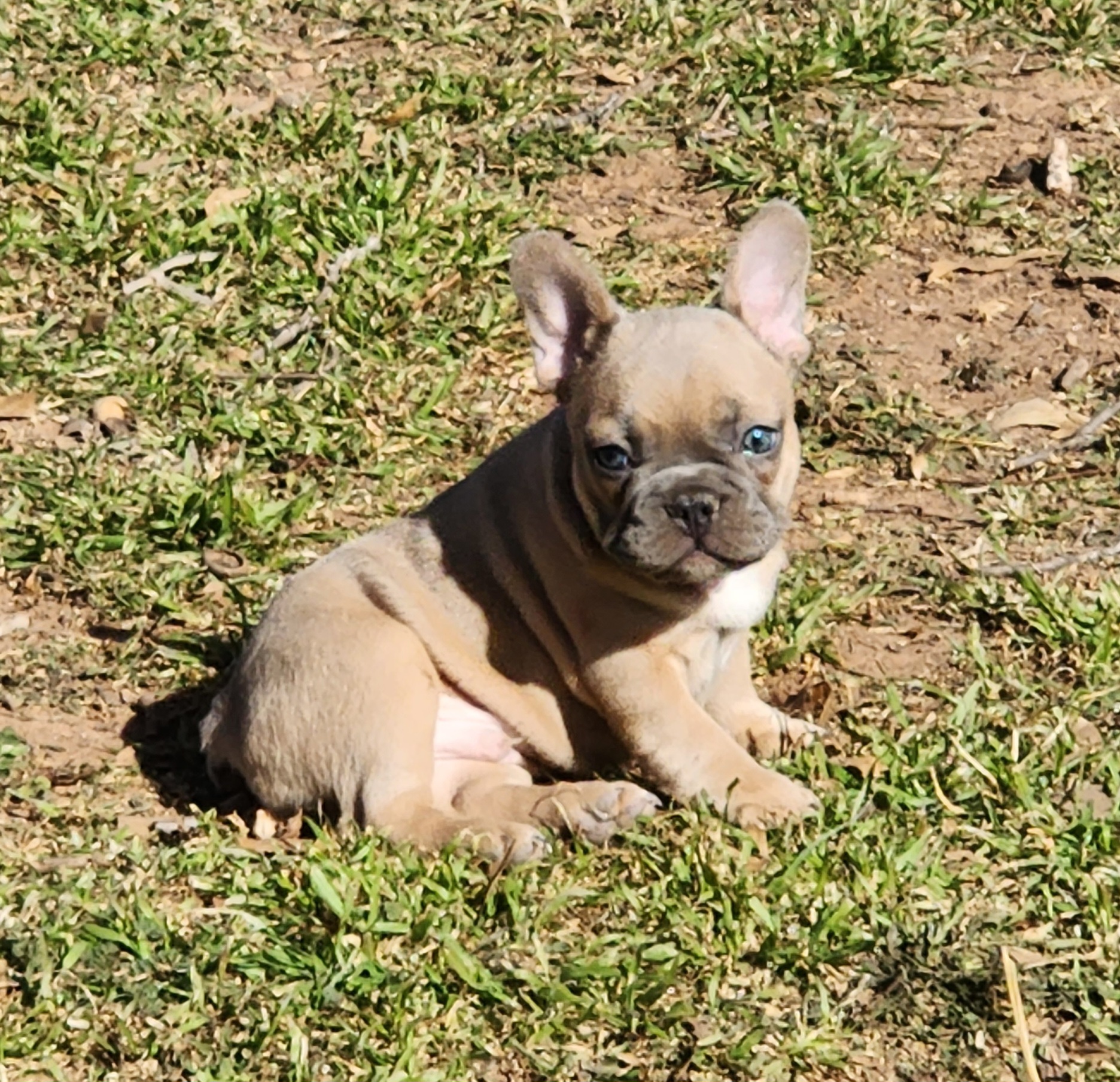 French Bulldog Puppies from BF Frenchie's