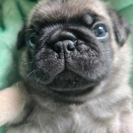 Boy 1 - Fawn male Pug puppy in Gaffney, South Carolina from Sunset Farms