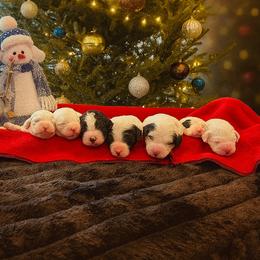 Sheepadoodle puppies from The Artman Family