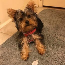 Yorkshire Terrier All Grown Up from Bonnie White