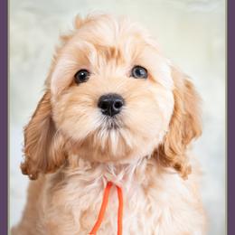Lector - Red male Cockapoo puppy in Connersville, Indiana from Deaz Doodle Ranch