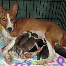 Basenjis from Sherwood Basenjis