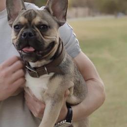 French Bulldog All Grown Up from TLC Frenchies