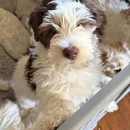 Peace - Brown and white male Bernedoodle puppy in Hays, Kansas from Pine Street doodles