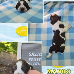 Girl 2 - Liver white and tan female English Springer Spaniel puppy in Saginaw, Michigan from Kemerer Springers