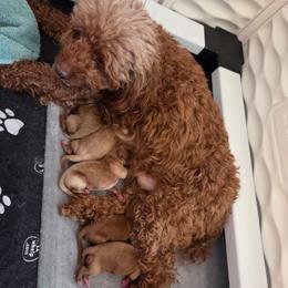 Hope - Red female Cavapoo puppy in Kingsville, Missouri from Echo Valley Cavapoos