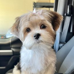 Cami - Yorkshire Terrier