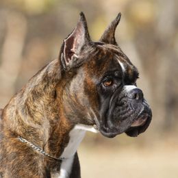 Boxers from Casino Boxers