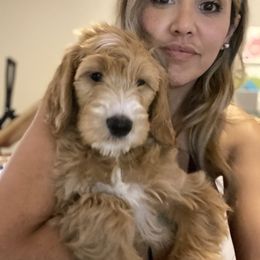 Goldendoodle Puppies from Totally Texas Doodles