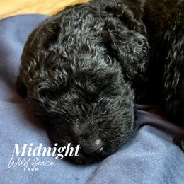 Poodle Puppies from Wild Grace Farm Pups