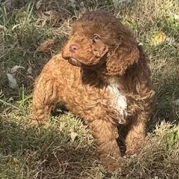 Hoss - Red and white male Cockapoo puppy in Sheridan, Missouri from Shepherdsfold’s Cockapoos