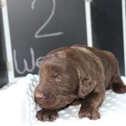Labradoodle Puppies from Tiny Tally Tails