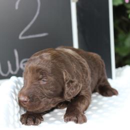 Labradoodle Puppies from Tiny Tally Tails