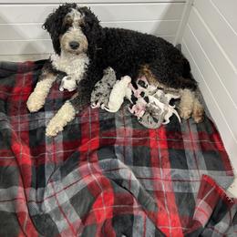Bernedoodle Puppies from Over the Moon Poodles and Doodles