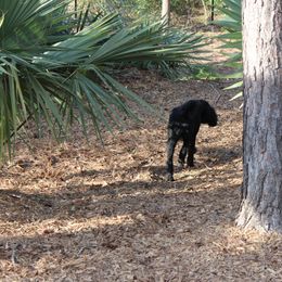 Poodle Puppies from Simply Standard Poodles