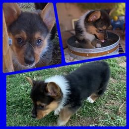 American Corgi and Pembroke Welsh Corgi Puppies from Royal Blue Corgis