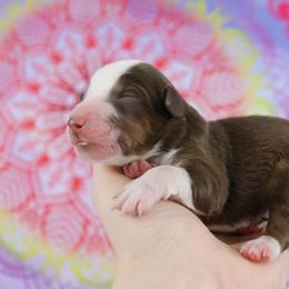 Miniature Australian Shepherd Puppies from True Spirited Aussies